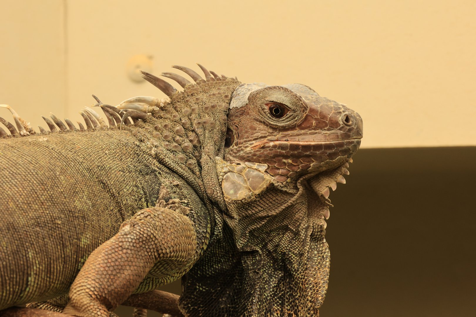 Green iguana (August 2021)