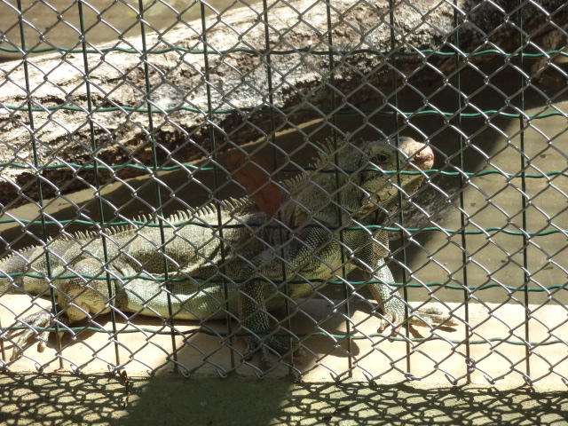Green iguana - Belo Horizonte zoo