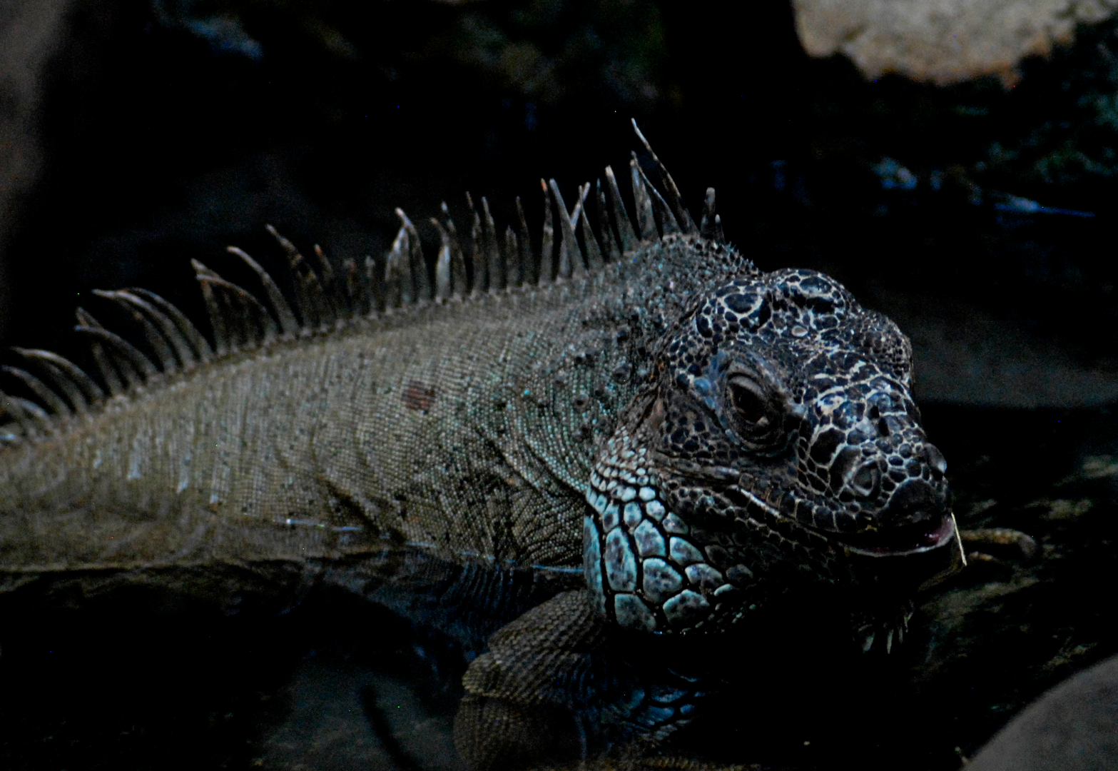 Green Iguana - Berlin Aquarium 2022