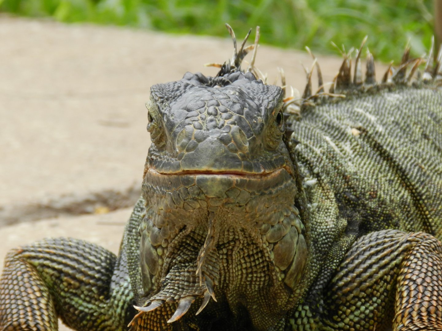 Green iguana - BioParque do Rio