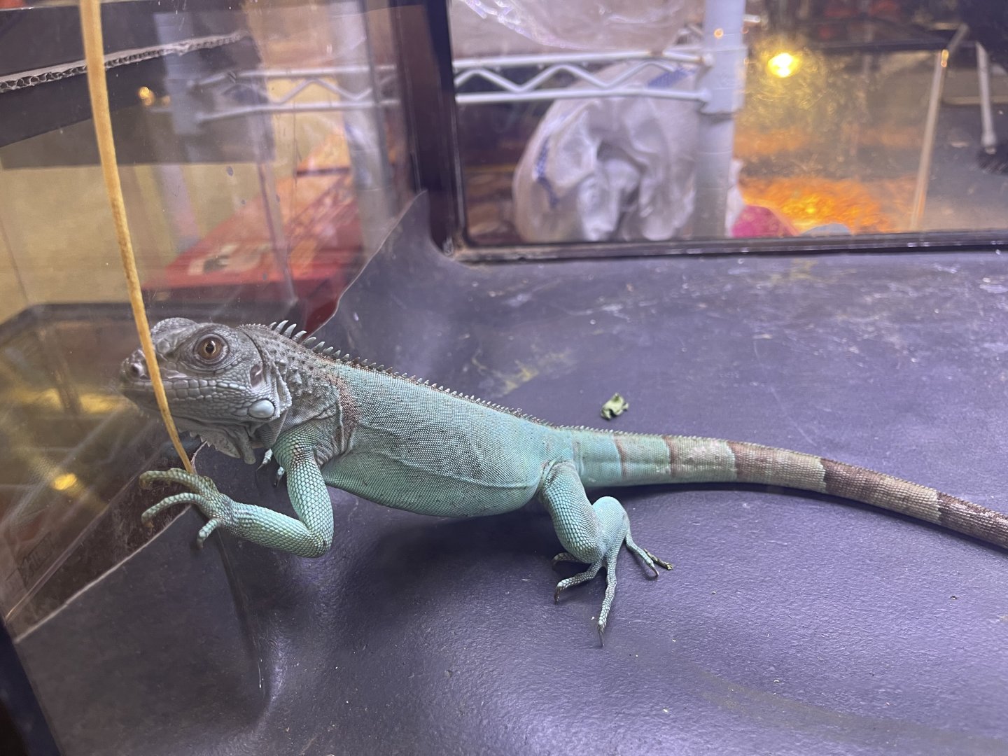 green iguana (blue morph) (iguana iguana)