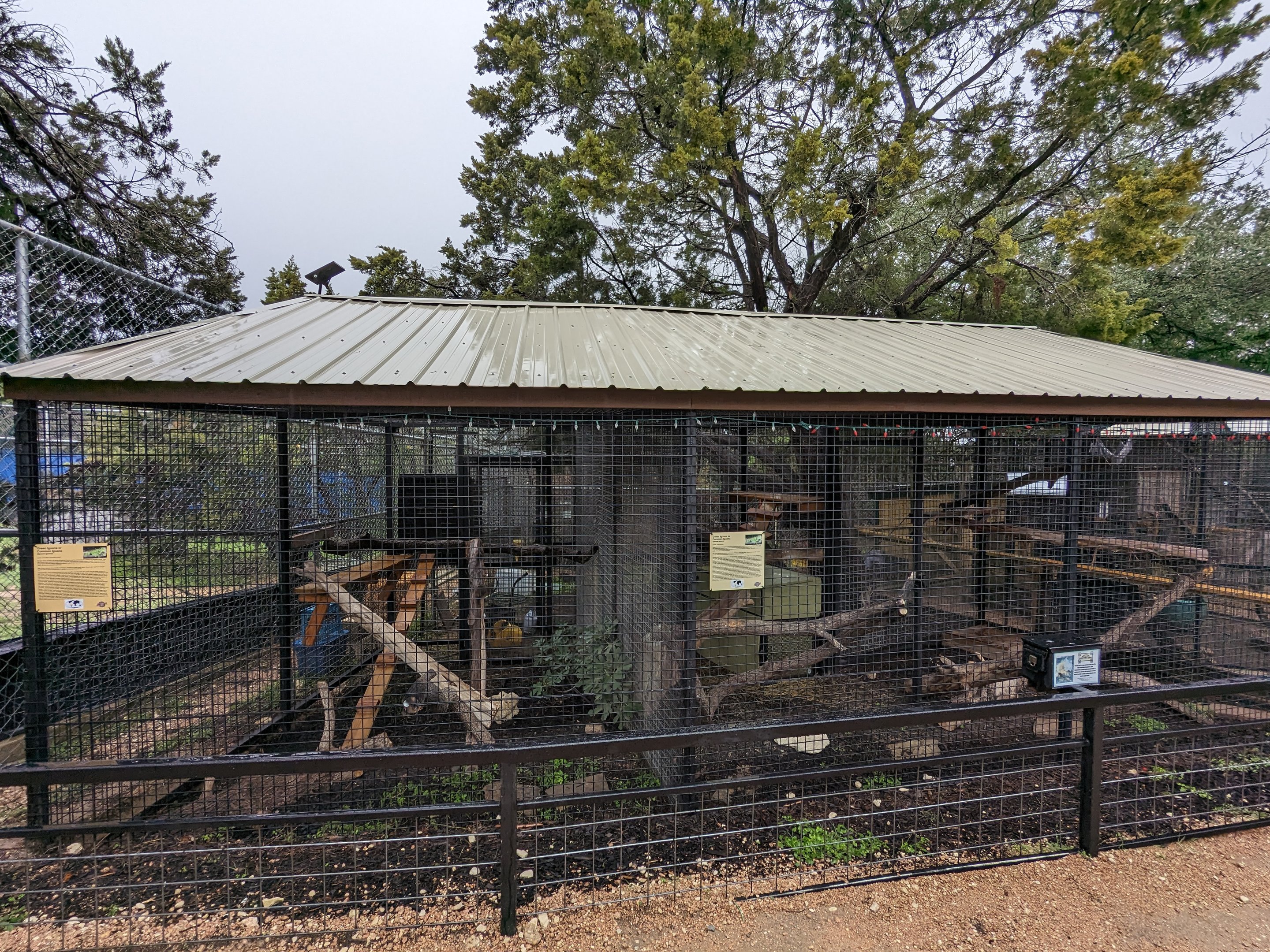 Green iguana cages