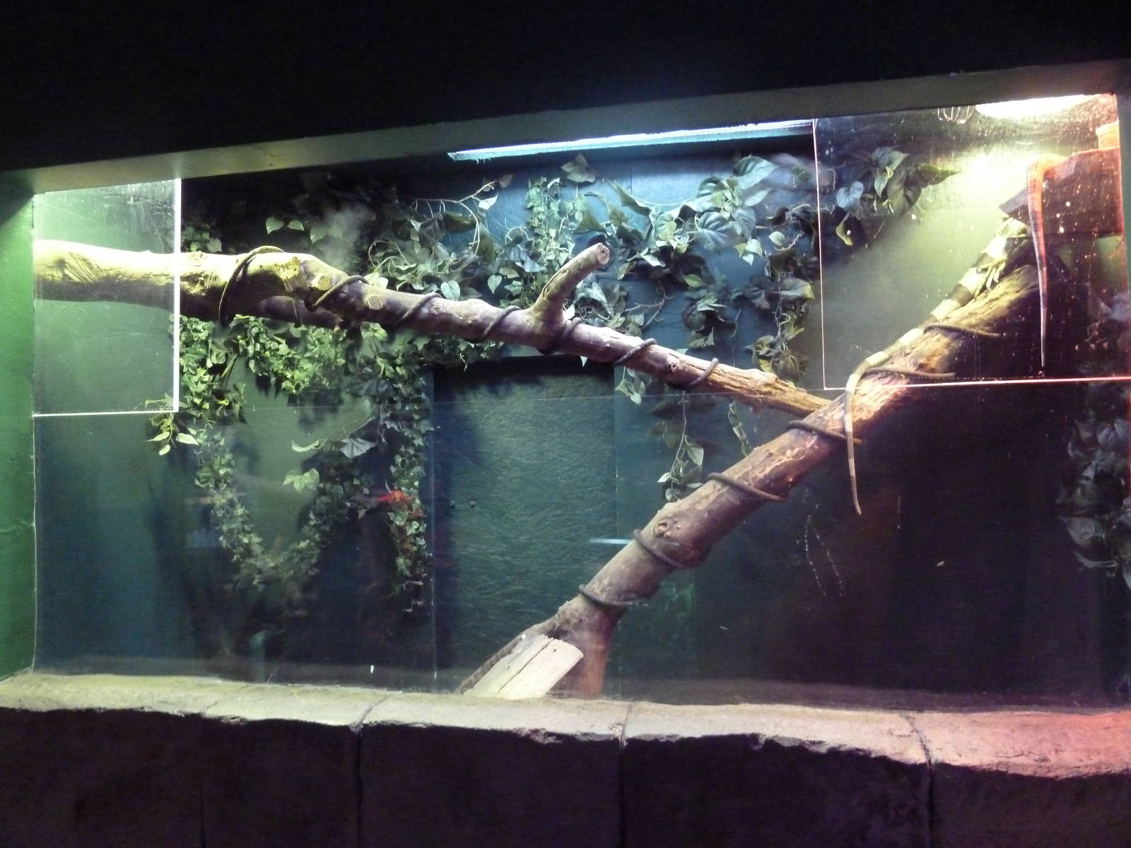 Green Iguana/Caiman Lizard Exhibit
