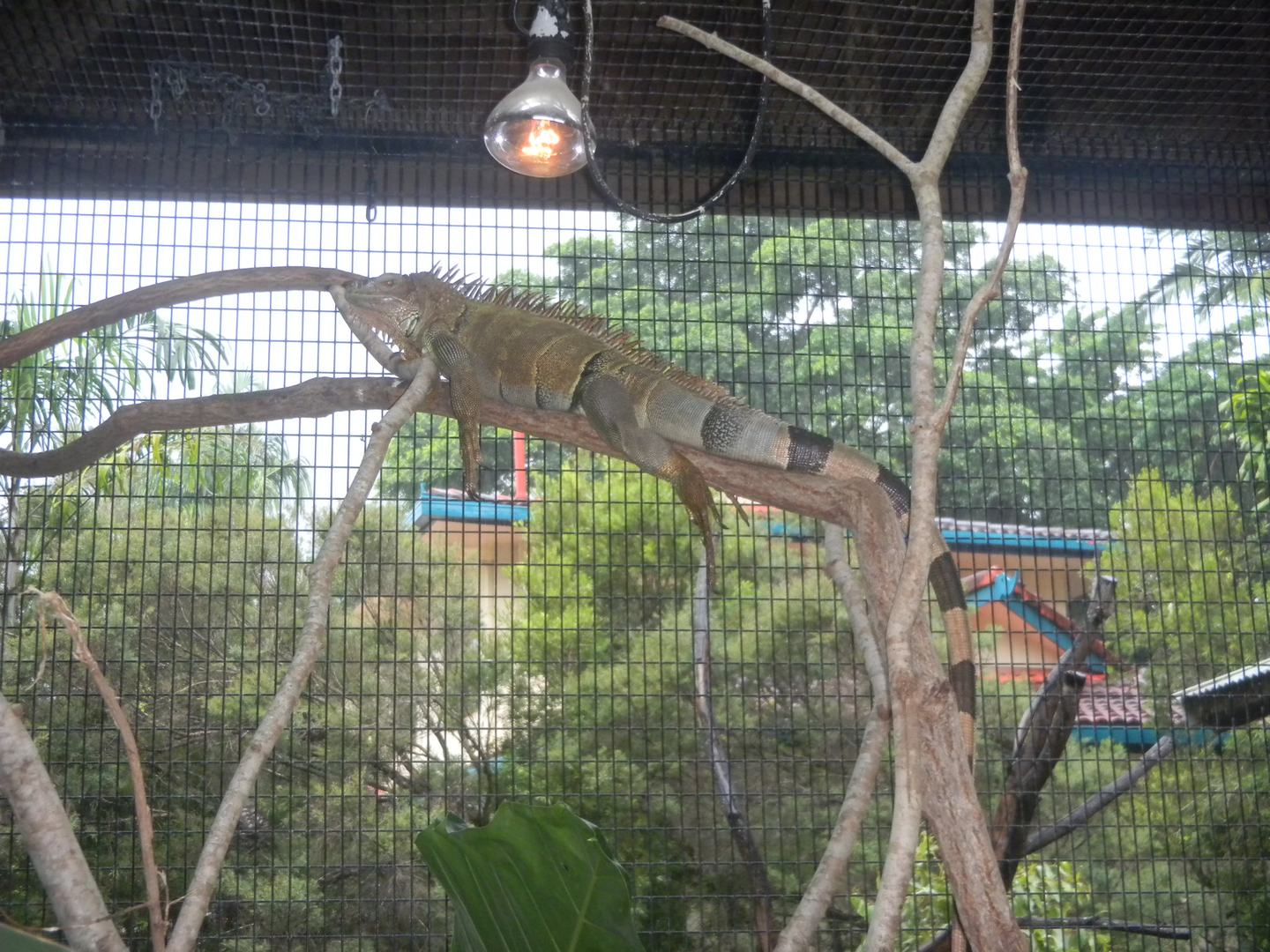 Green Iguana? - Cairns Tropical Zoo 2011