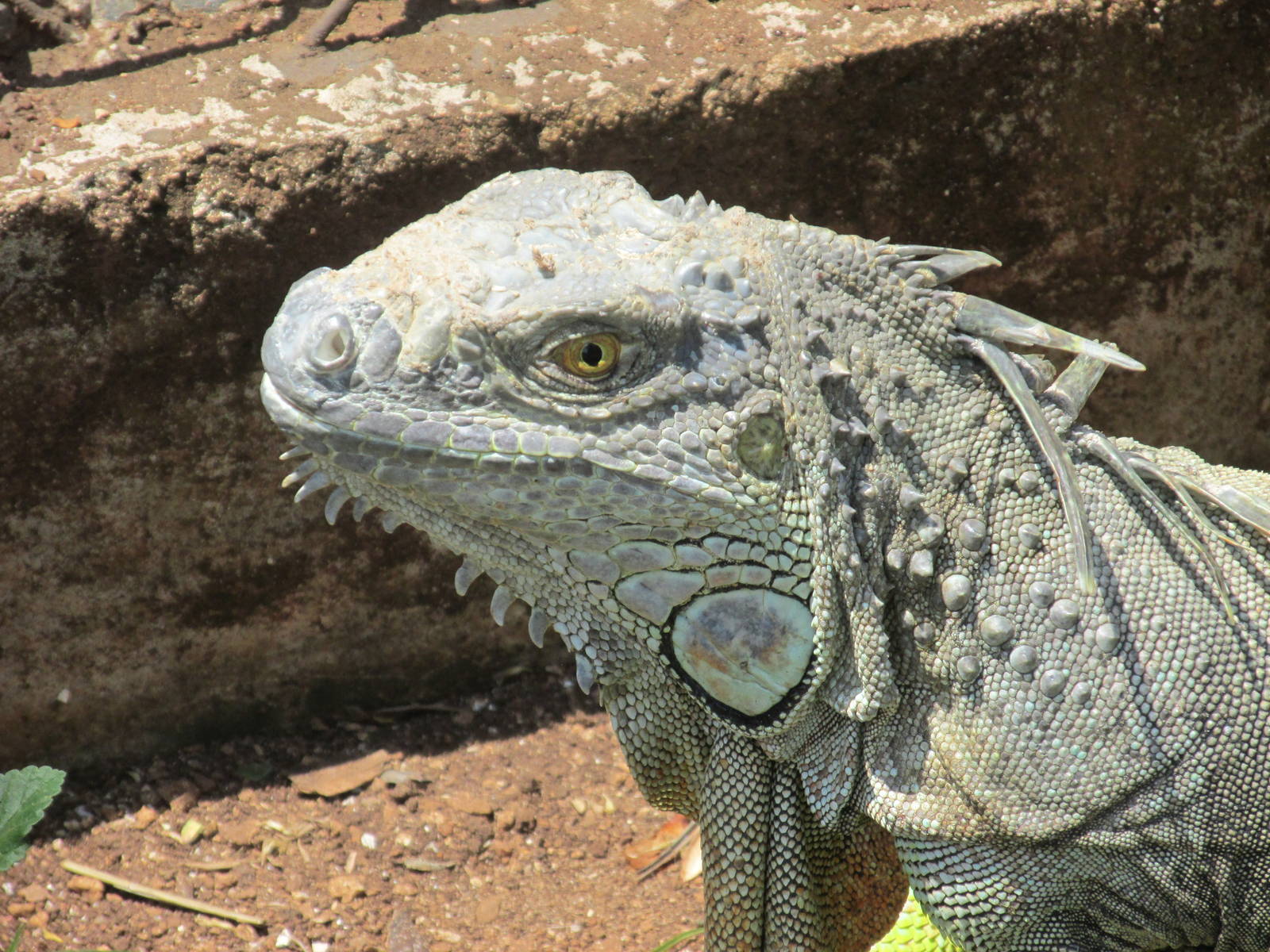 green iguana  centenario zoo