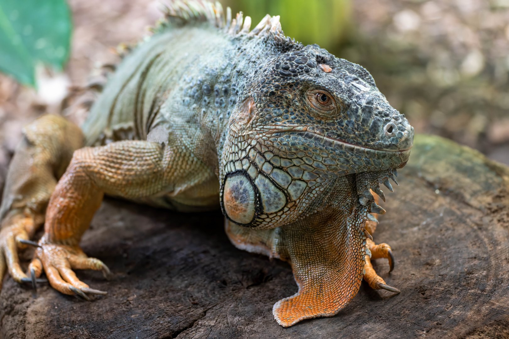 Green iguana, Colchester, UK