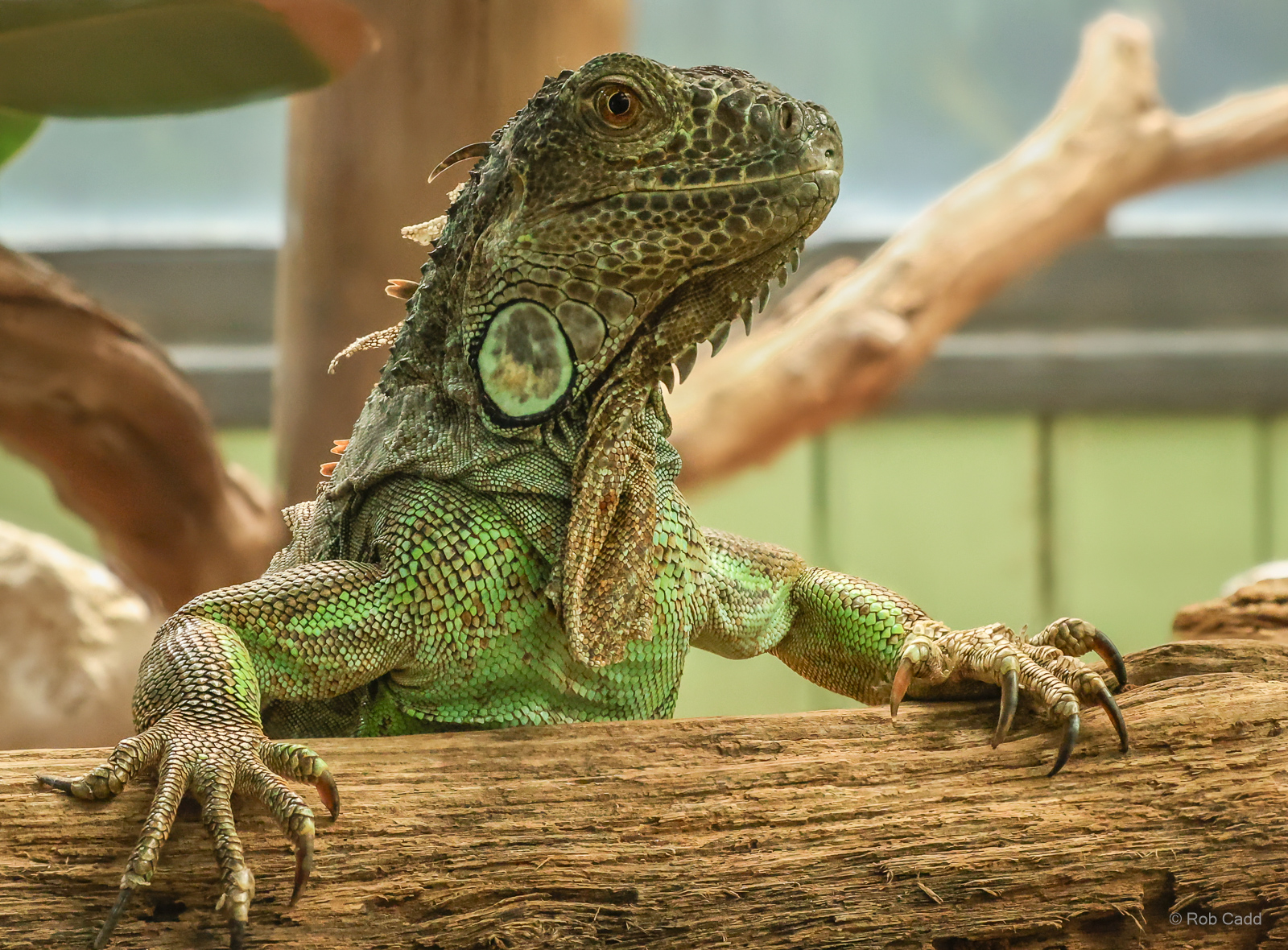 Green iguana : Colchester Zoo : 21 Jun 2024
