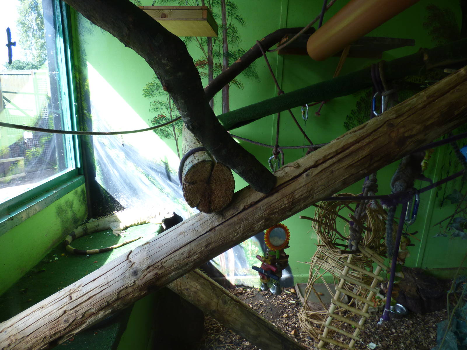 Green  Iguana, Common Marmoset and Horsefield's Tortoise Enclosure