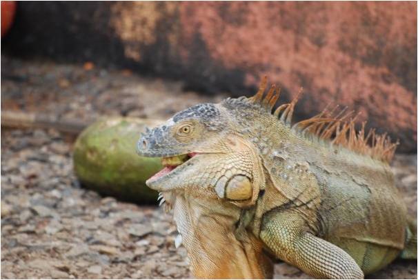 Green iguana eating