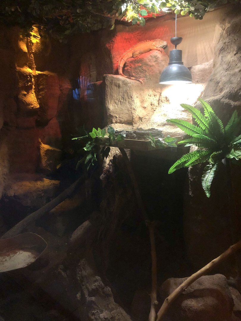 Green Iguana Enclosure at ViaSea Aquarium