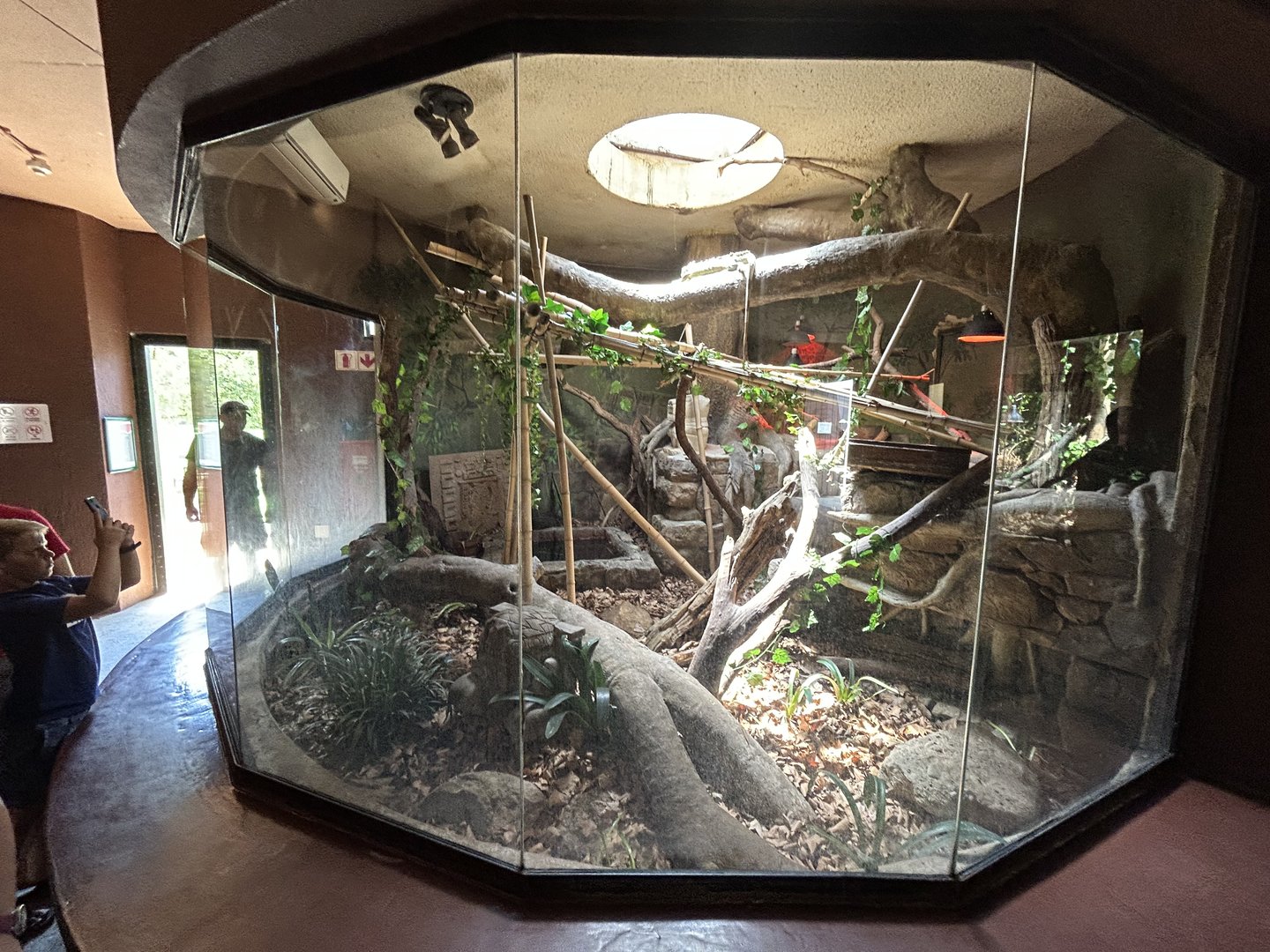 Green Iguana Enclosure (Iguana iguana)