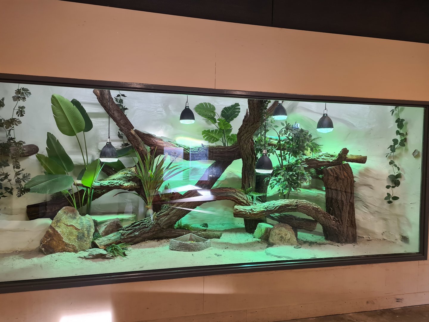 Green iguana enclosure in reptile house