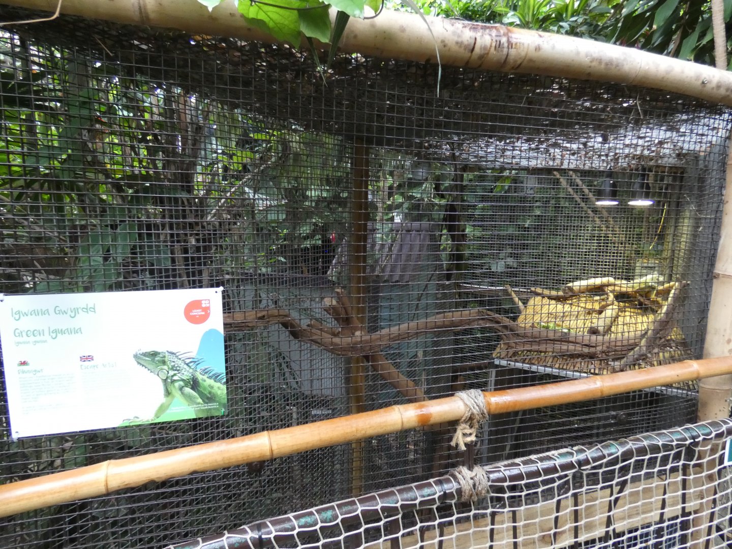 Green iguana enclosure (Plantasia Swansea)