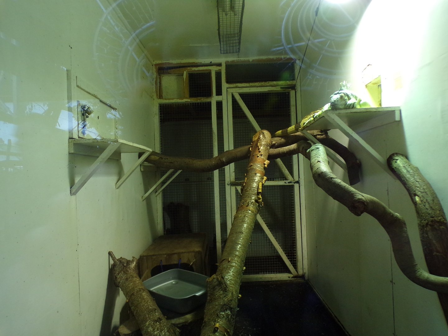 Green iguana enclosure (Temporary?) 1.1.23