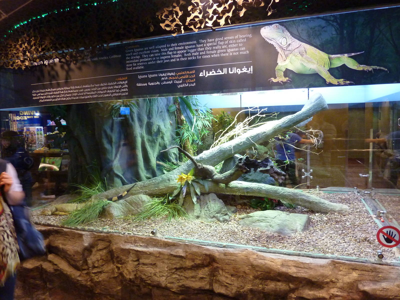 Green iguana enclosure