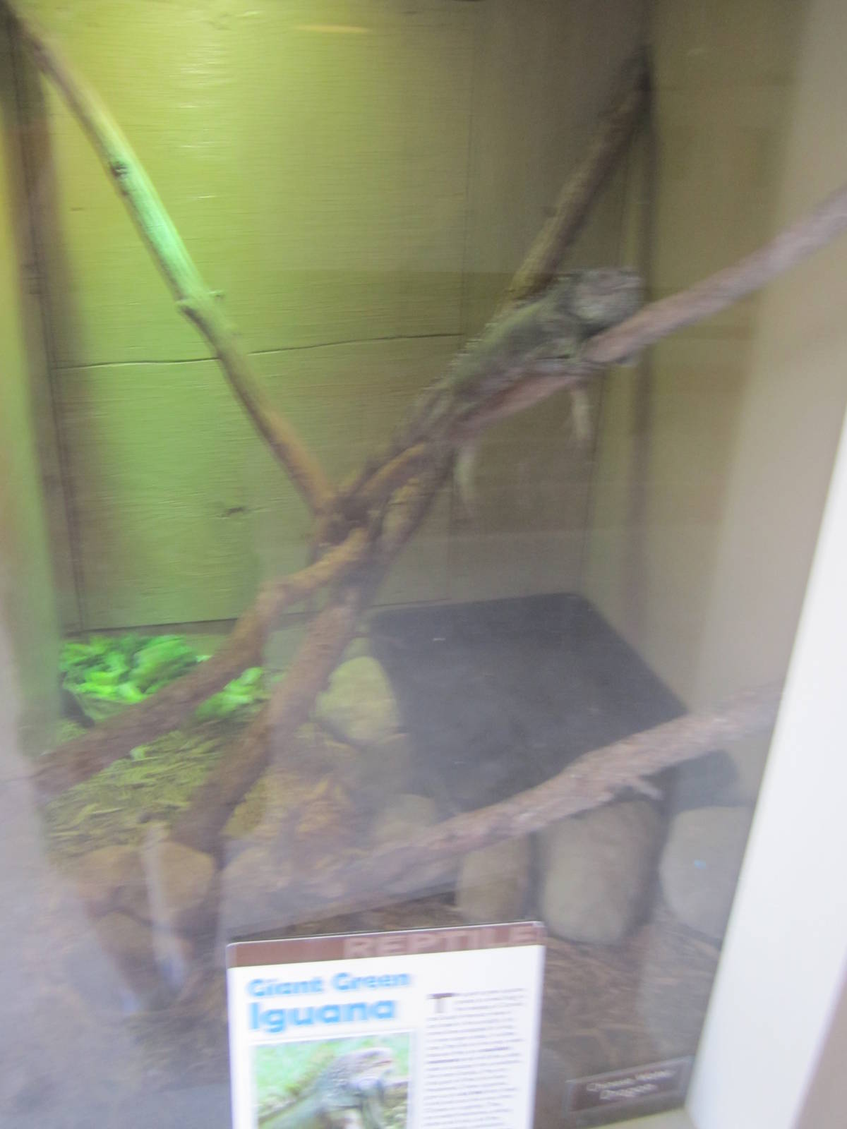 Green Iguana Enclosure