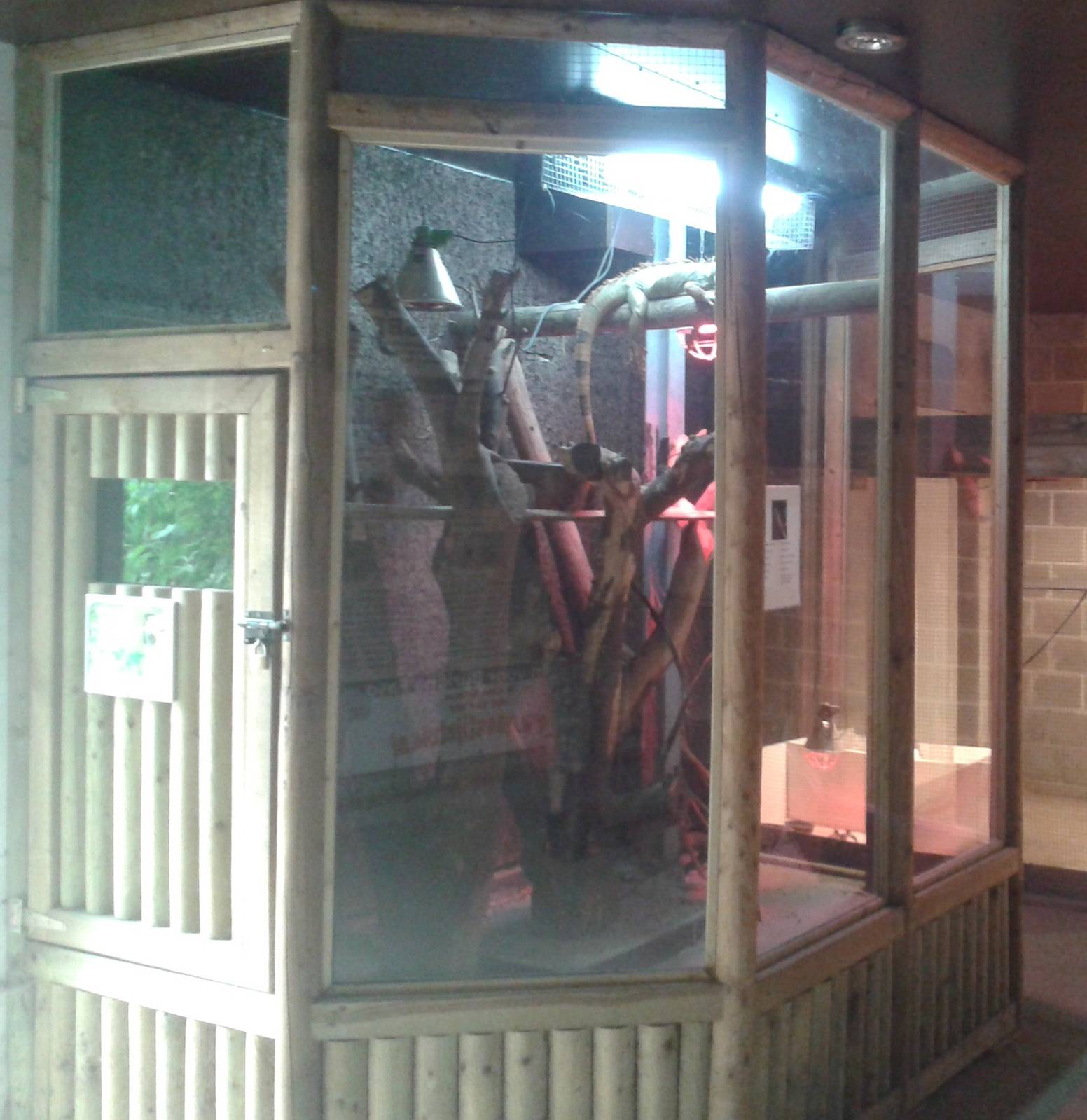 Green iguana enclosure