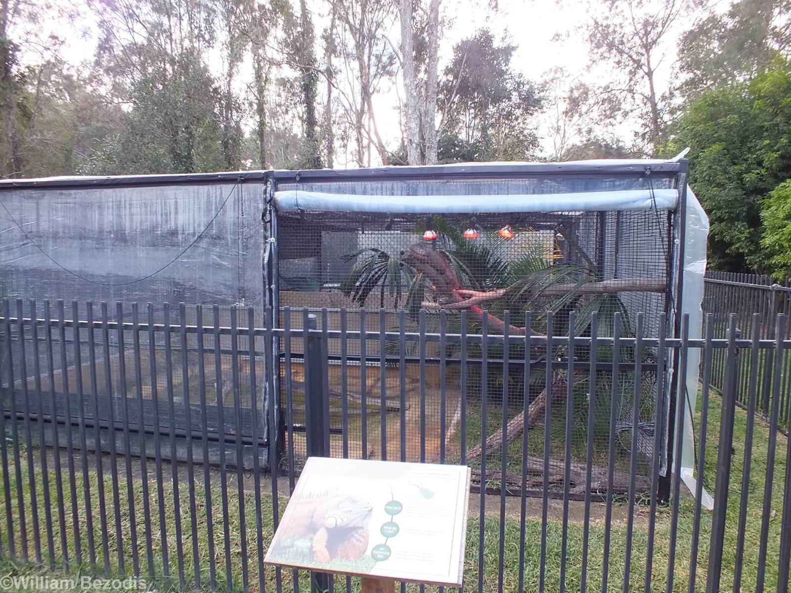Green Iguana Enclosure
