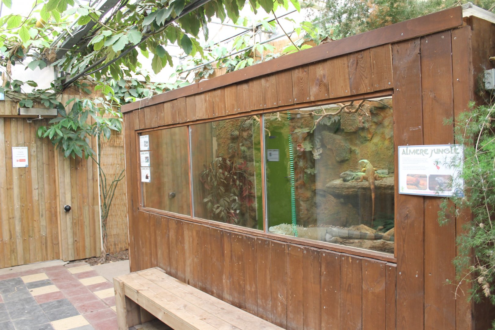Green iguana-enclosure