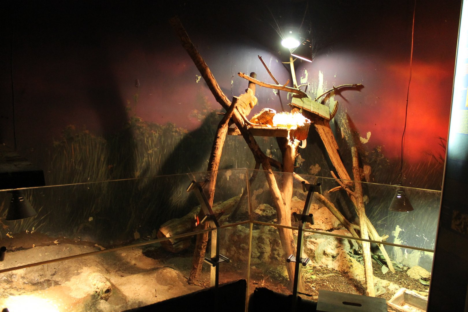 Green iguana-enclosure