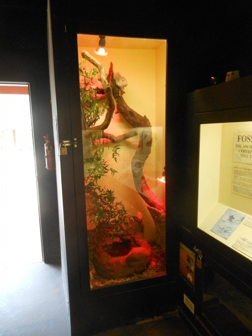 Green Iguana enclosure