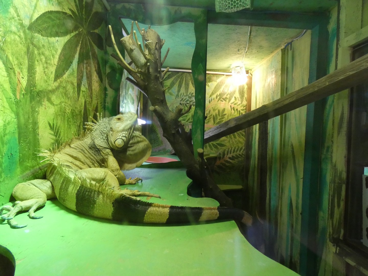 Green Iguana enclosure