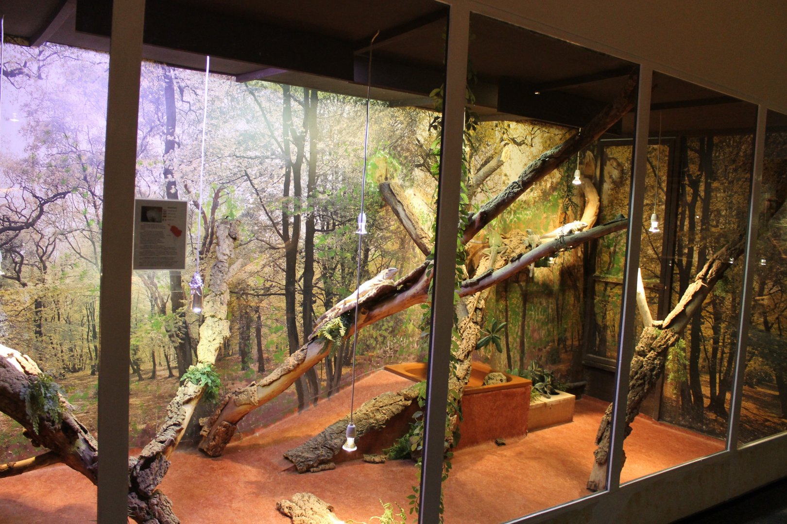 Green iguana enclosure