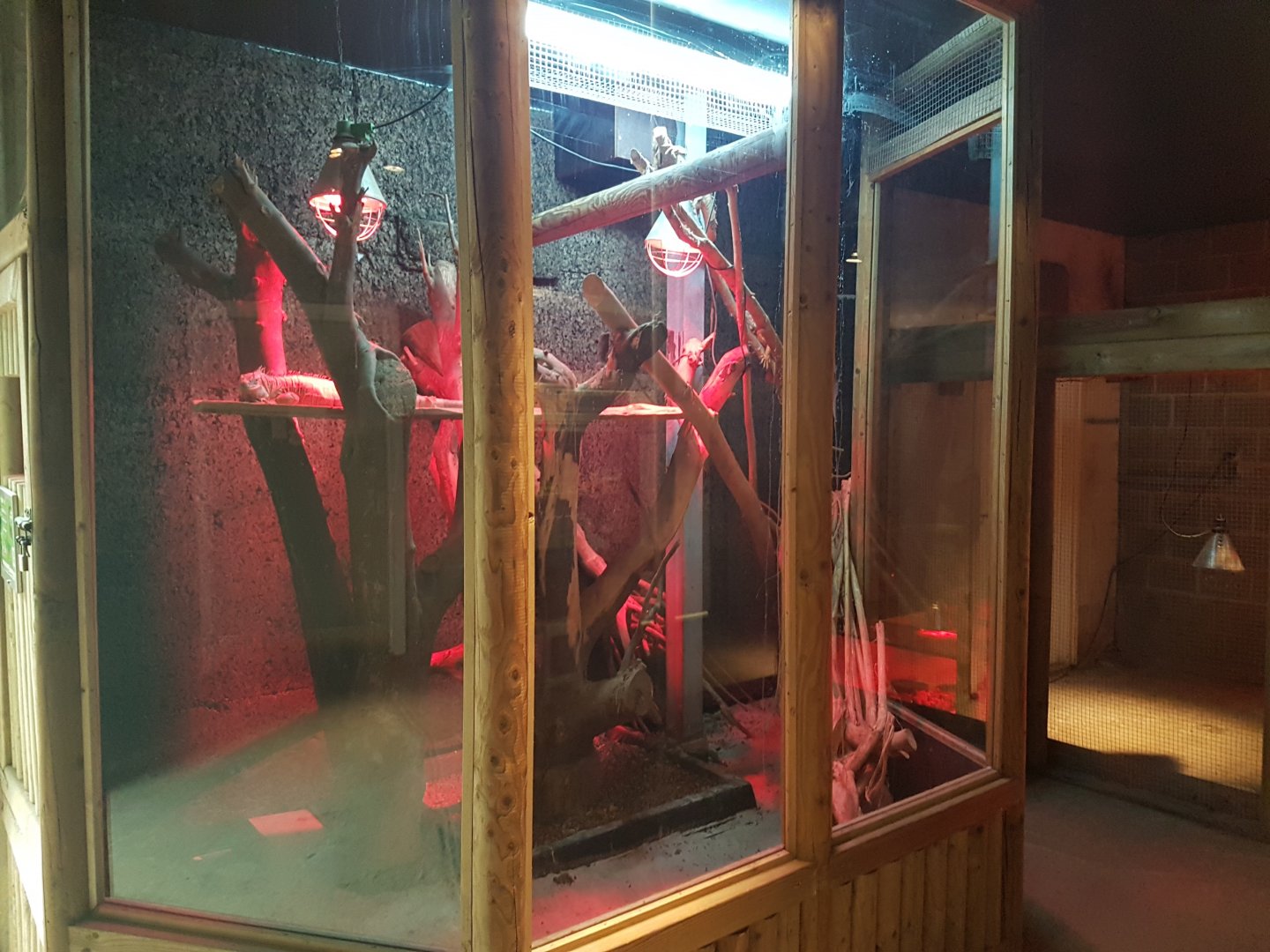 Green iguana-enclosure