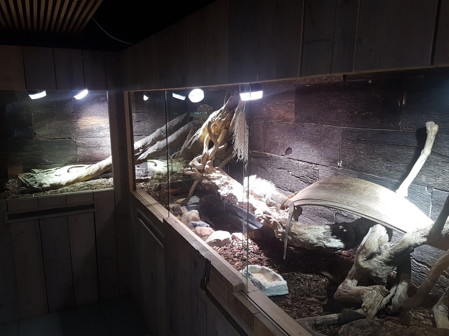 Green iguana enclosure