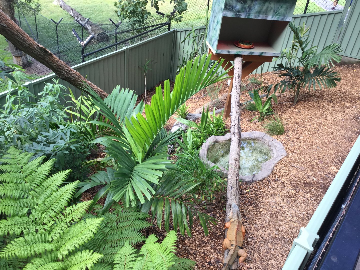 Green Iguana Enclosure