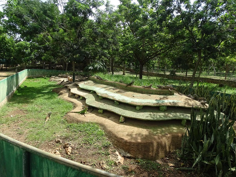 Green Iguana enclosure