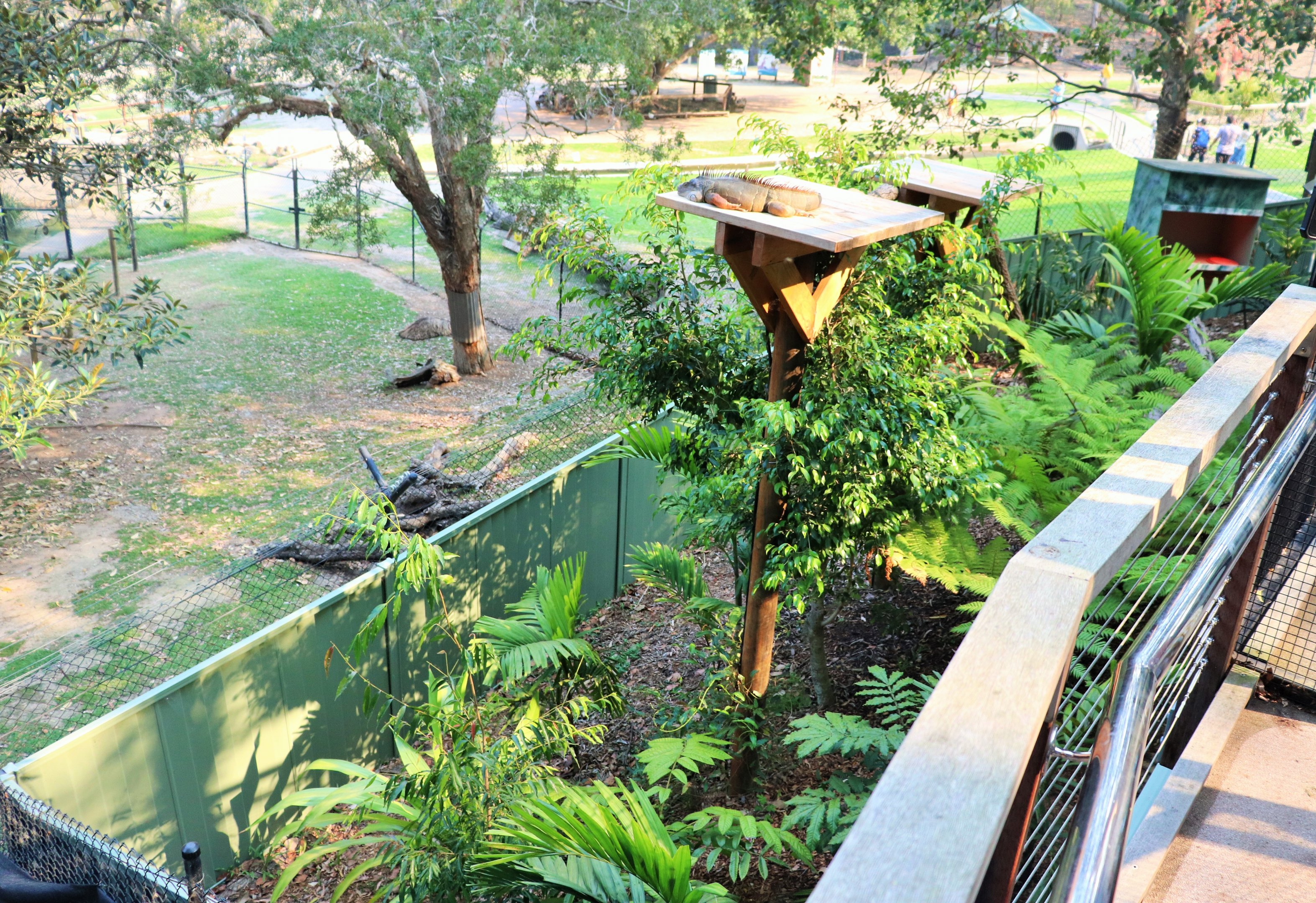 Green Iguana Enclosure