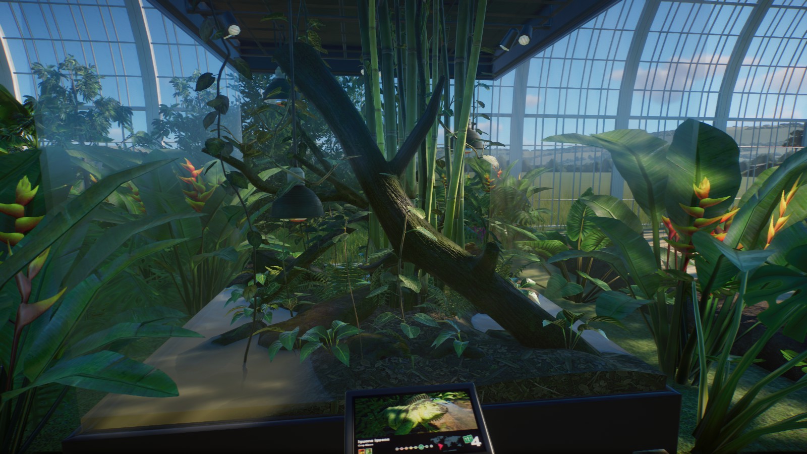 Green Iguana Enclosure