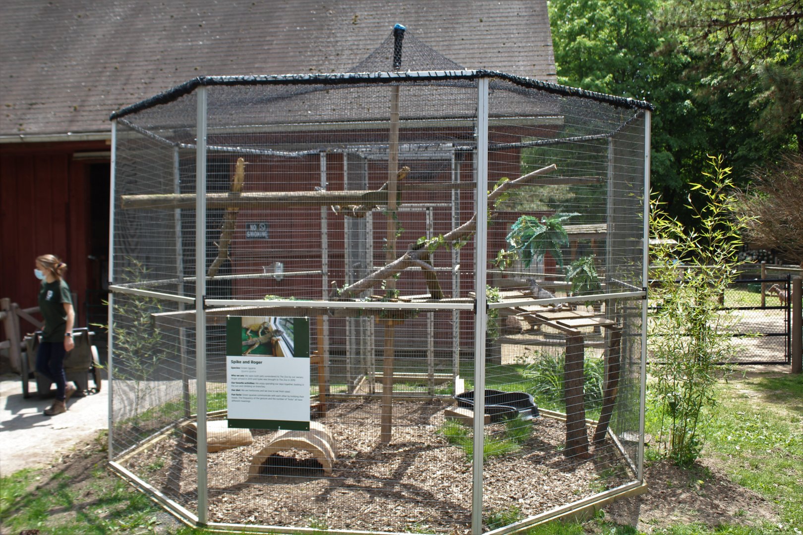 Green Iguana Enclosure