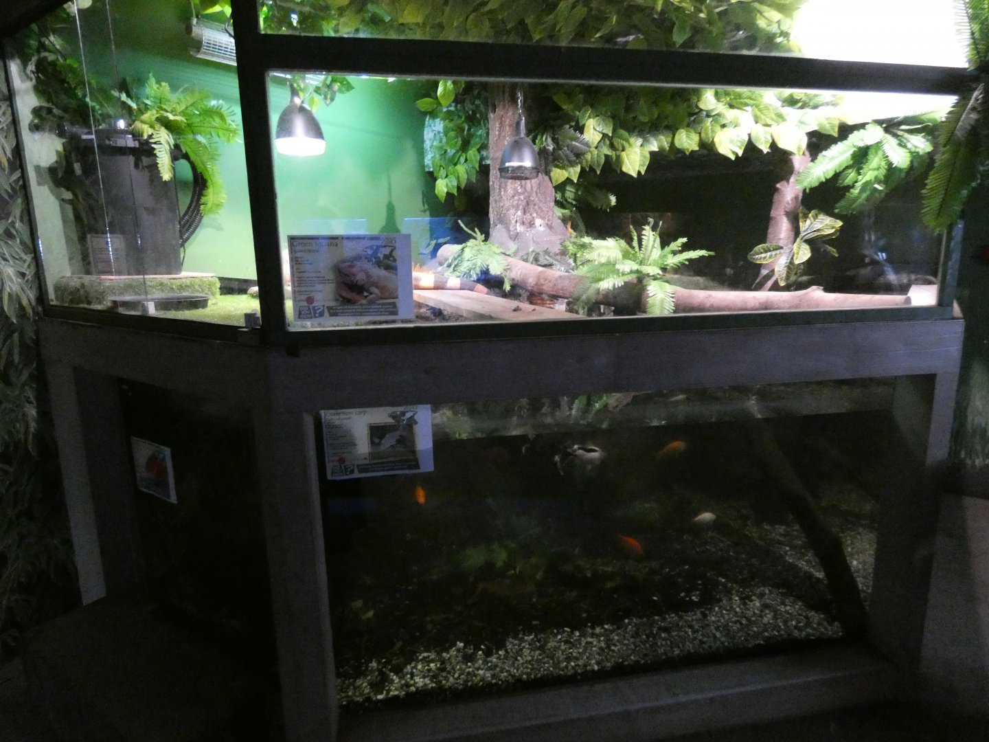 Green iguana enclosure