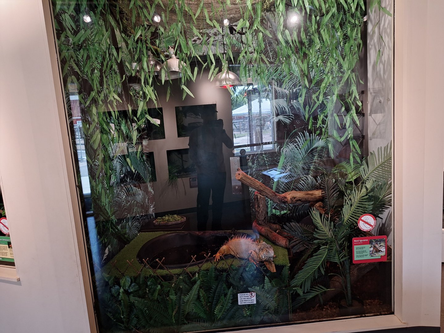 Green Iguana enclosure