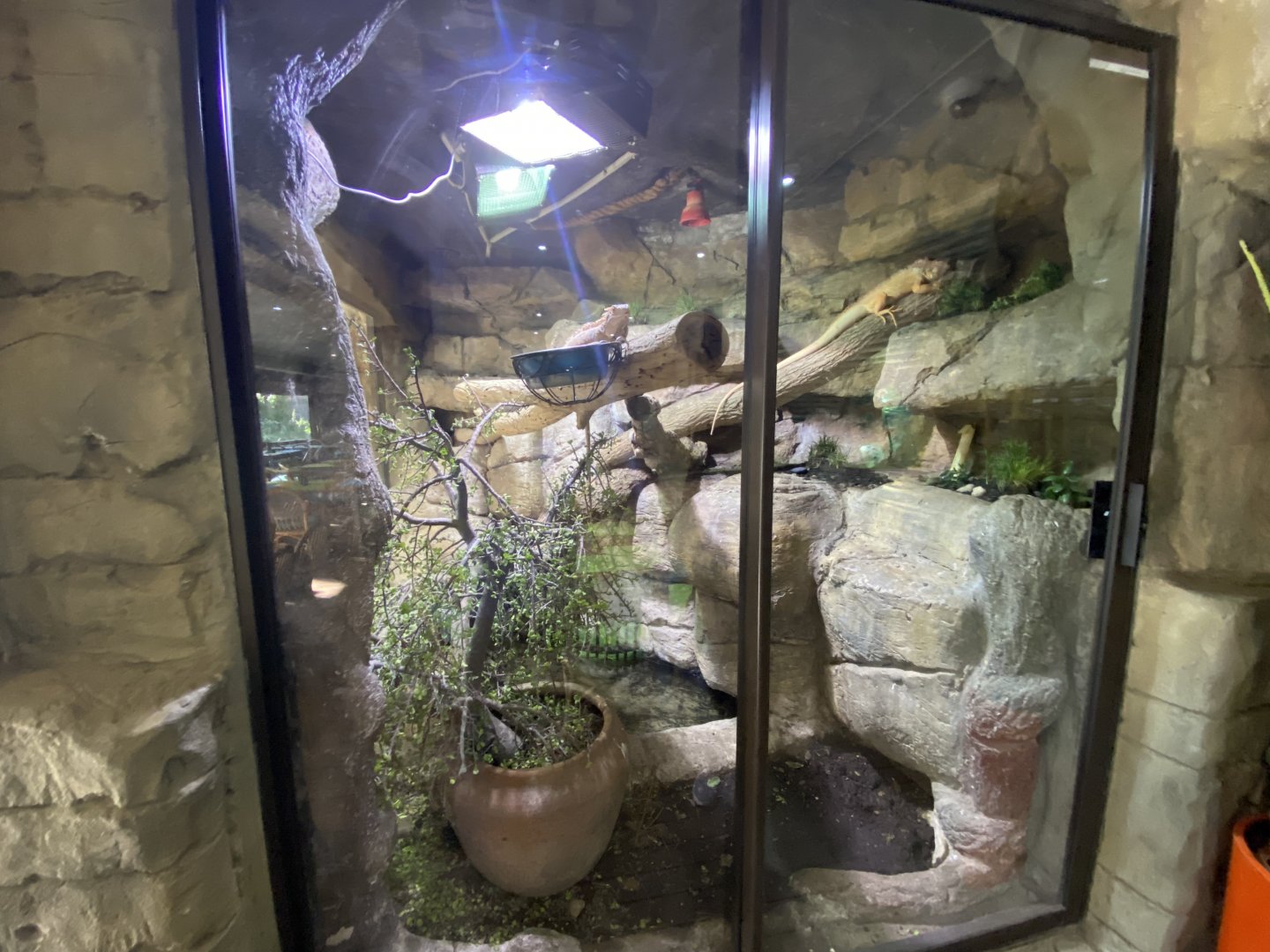 Green iguana enclosure