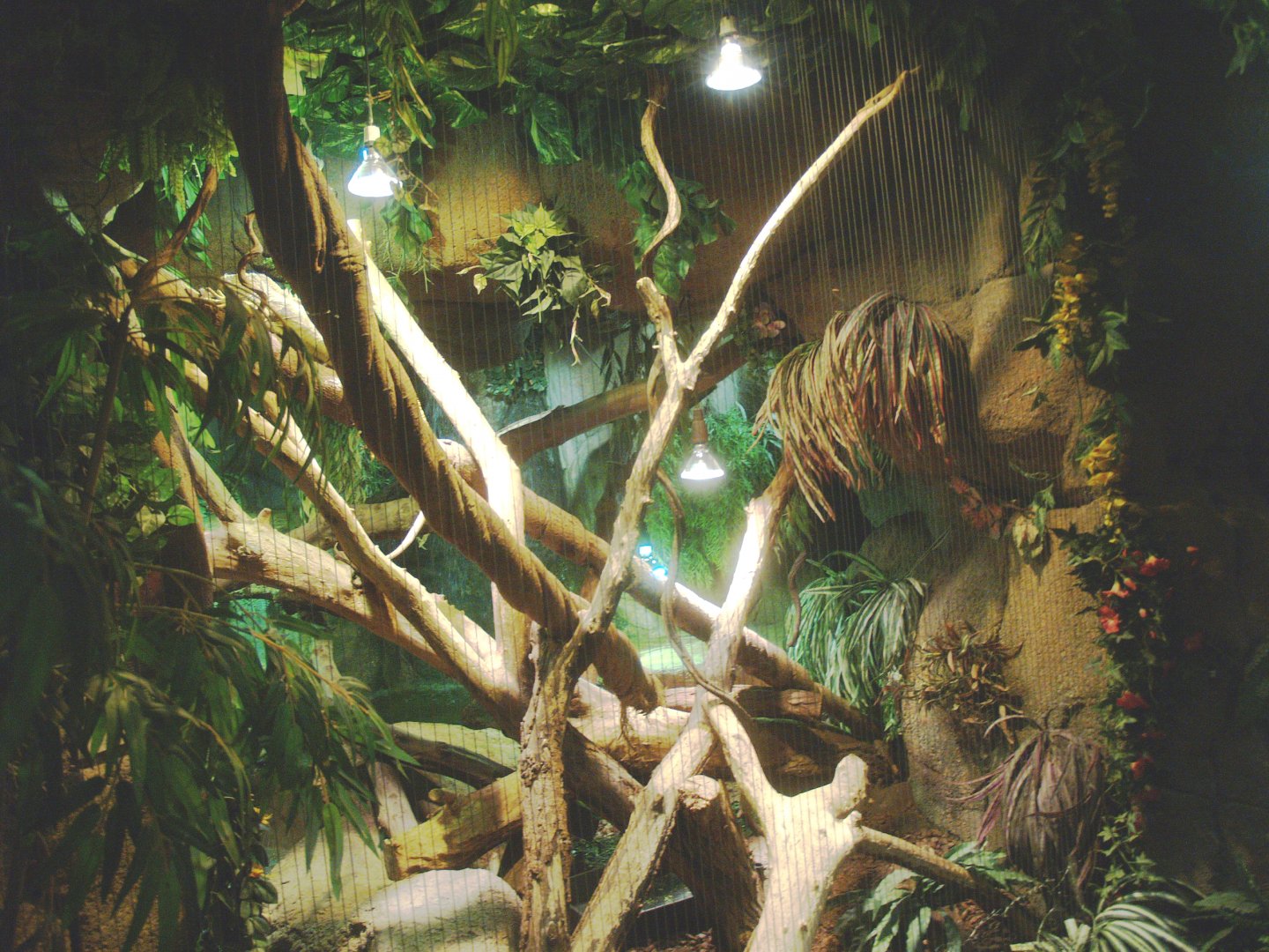 Green iguana exhibit, 2014-02-16