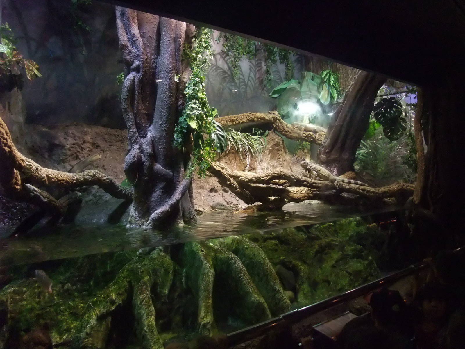 Green Iguana Exhibit at Barcelona Aquarium, 31/05/11