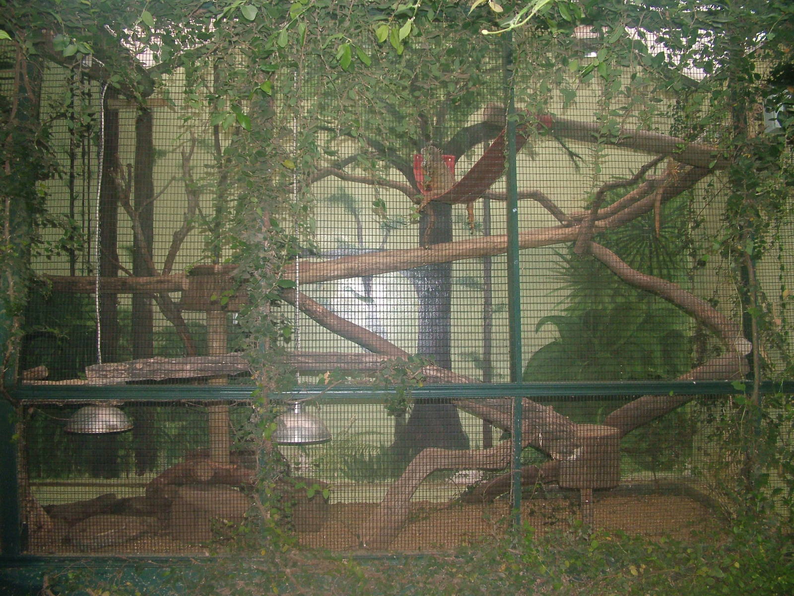 Green Iguana exhibit at Tropical Wings 29/11/09