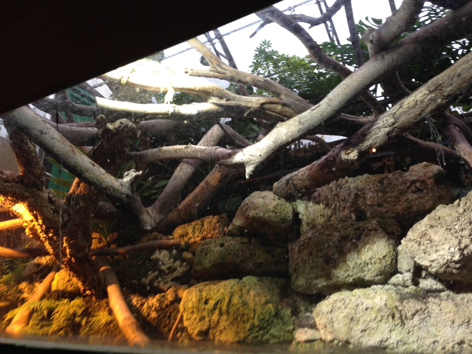 Green Iguana Exhibit at Tropical World - 02/10/2013