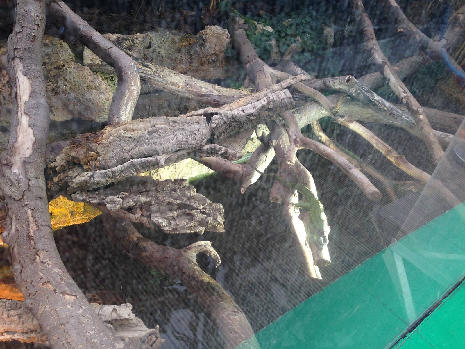 Green Iguana Exhibit at Tropical World - 02/10/2013