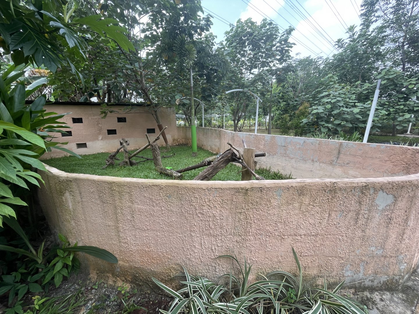 green iguana exhibit - aviary park
