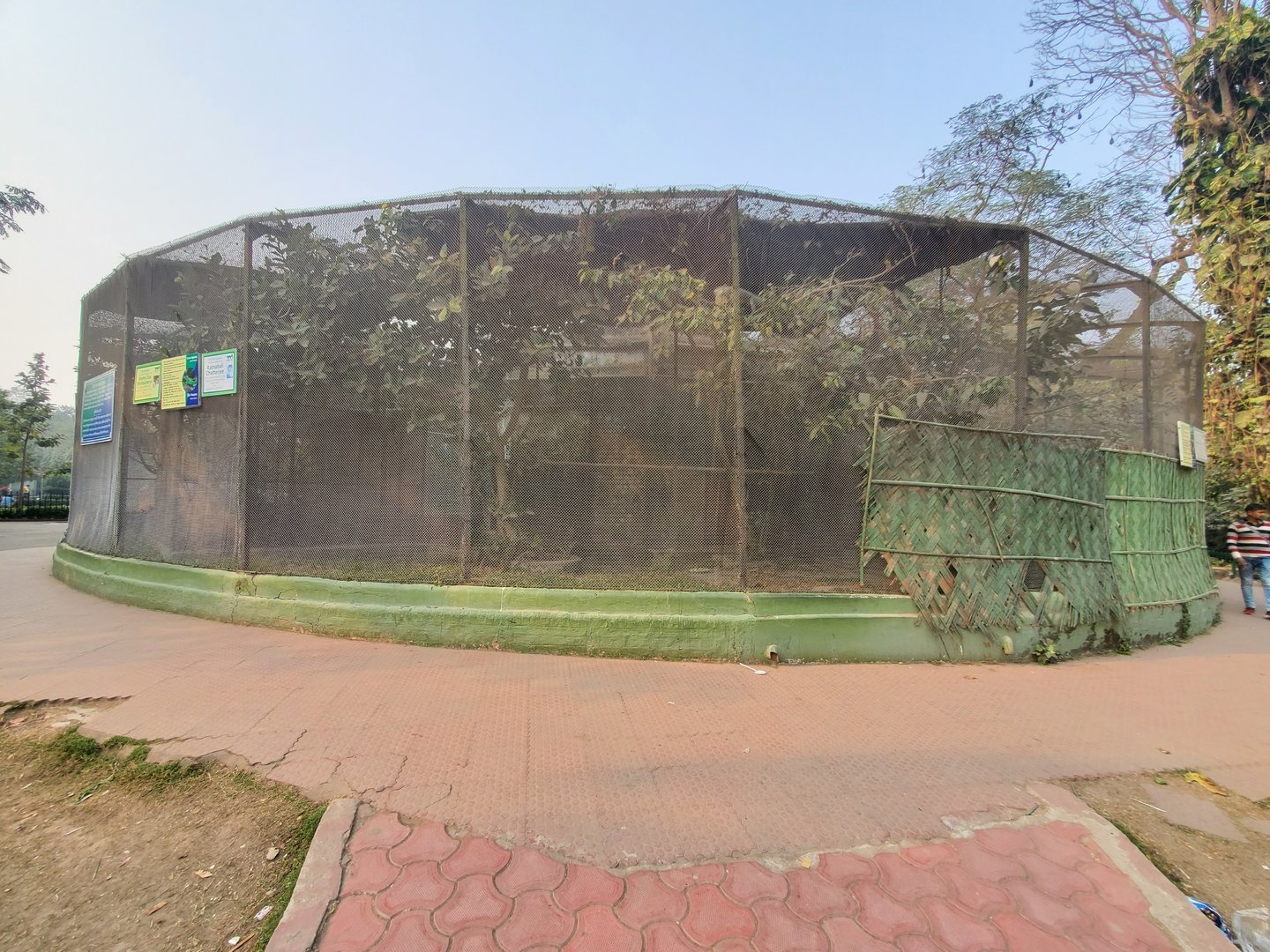 Green Iguana (?) Exhibit - January 2023