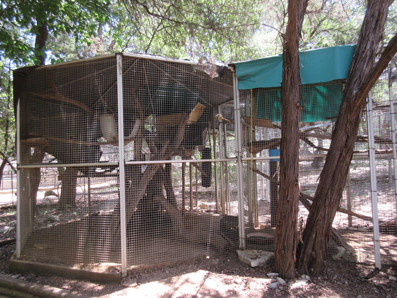 Green Iguana Exhibit + Kinkajou Exhibit #2