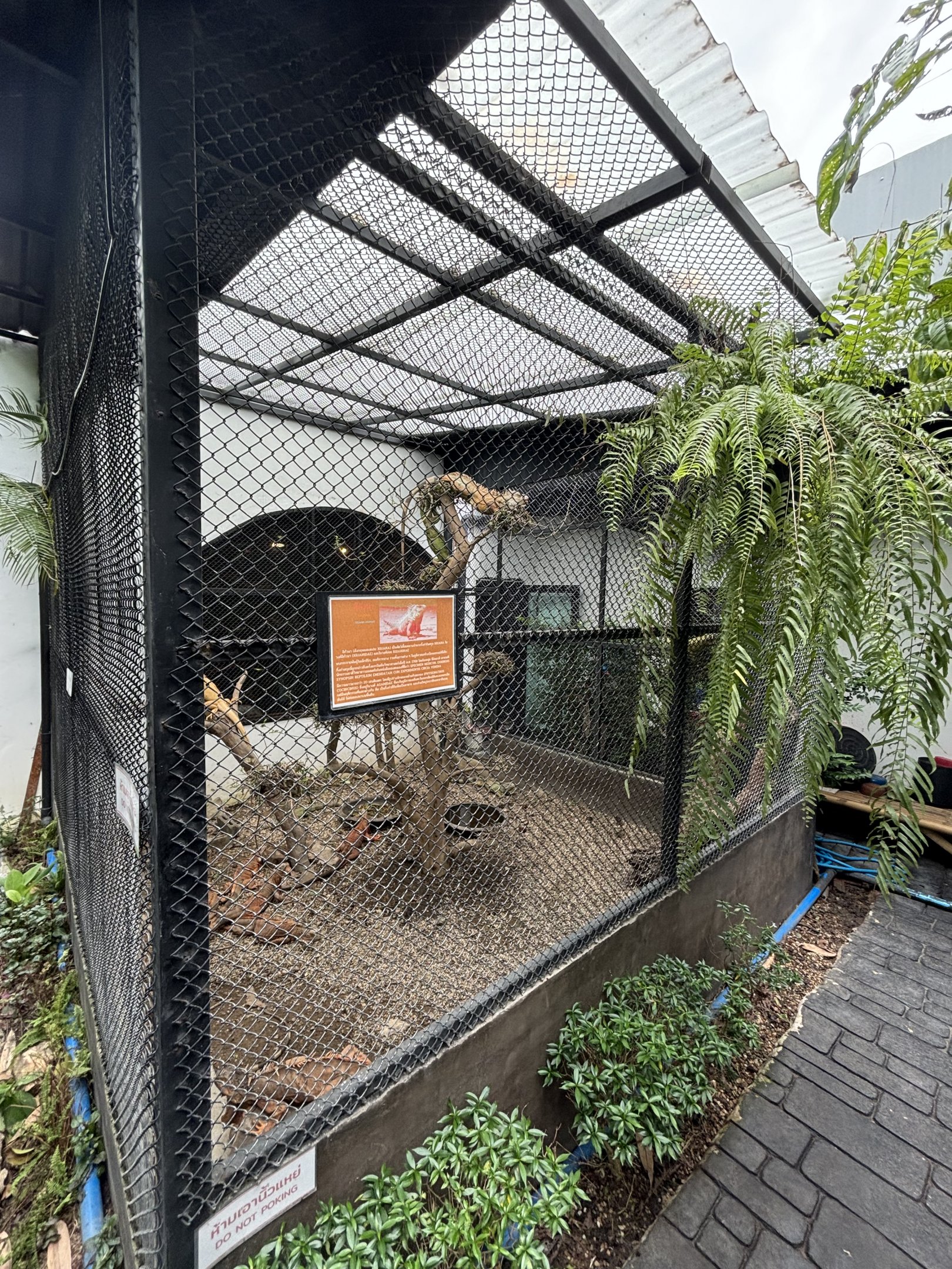 Green Iguana Exhibit - Lanna Mini Zoo