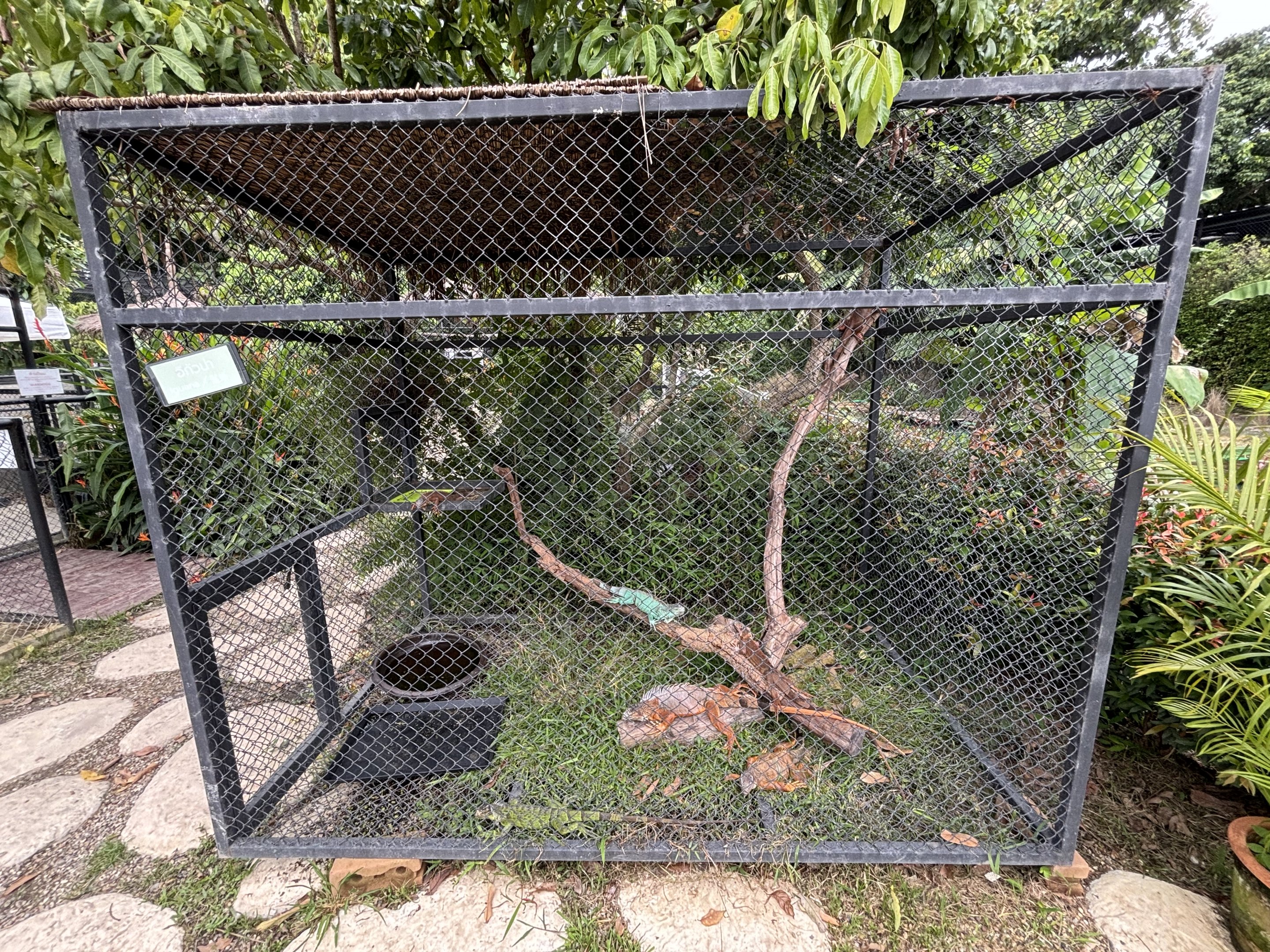 Green Iguana Exhibit - Lanna Mini Zoo