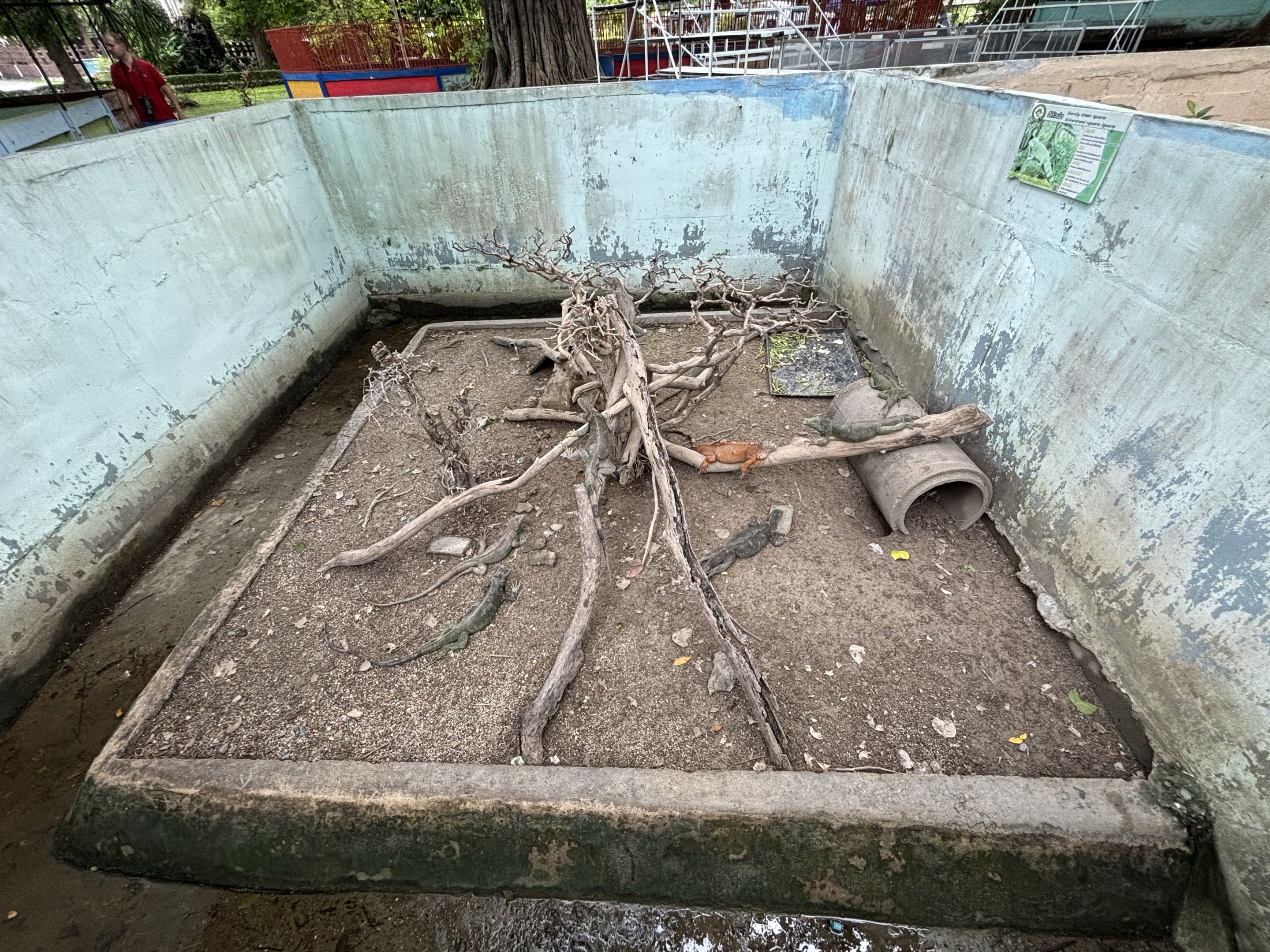 Green Iguana Exhibit - Lopburi Zoo