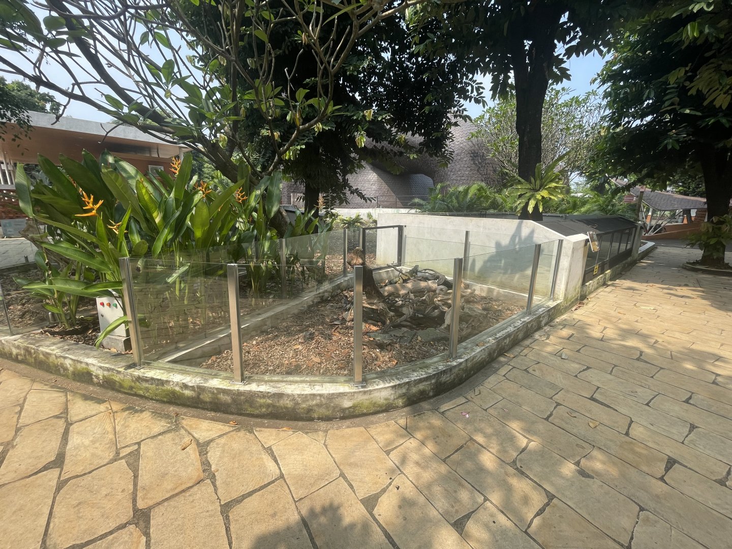 green iguana exhibit - museum komodo