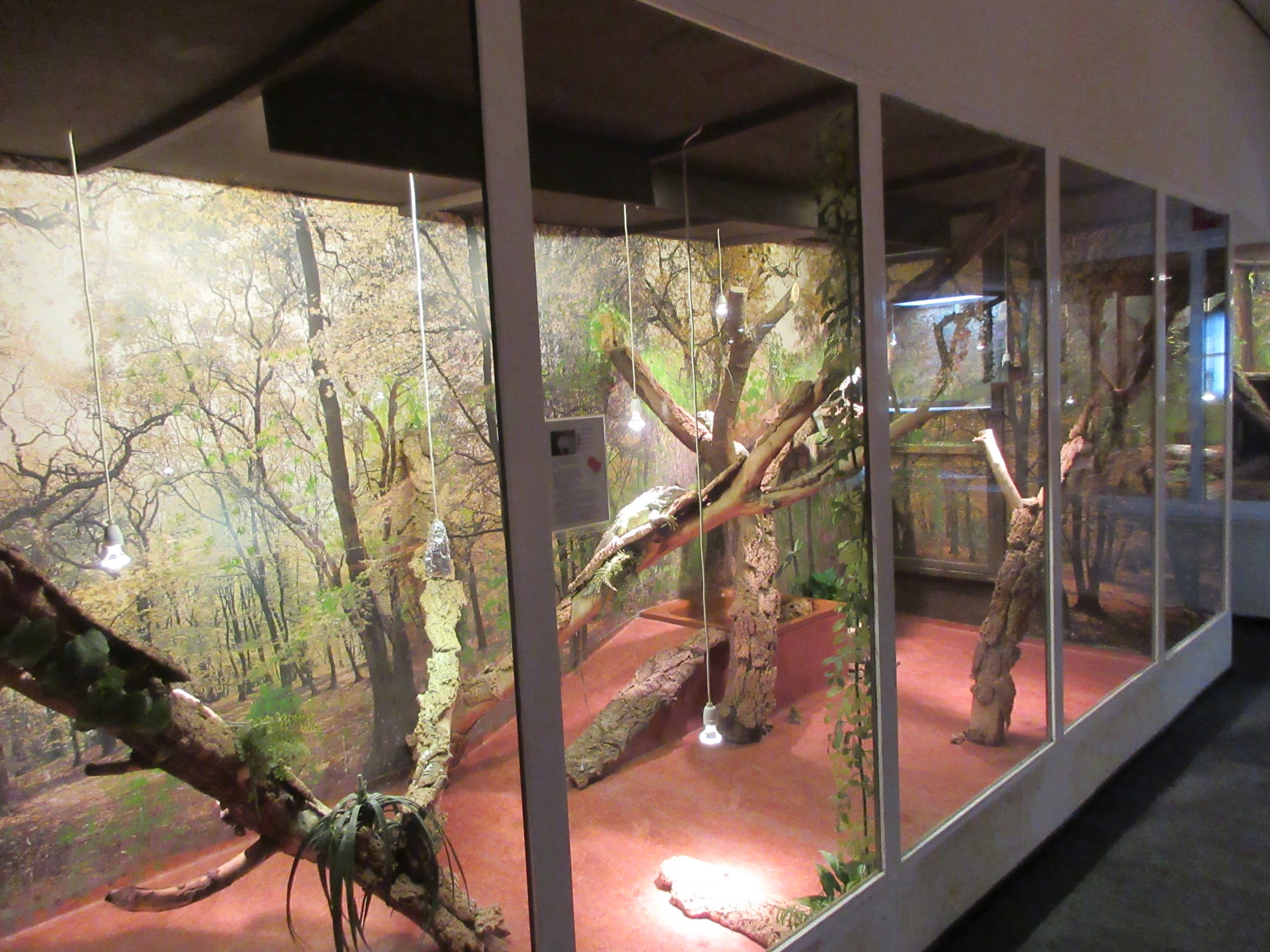 Green Iguana Exhibit (note the laminate flooring)